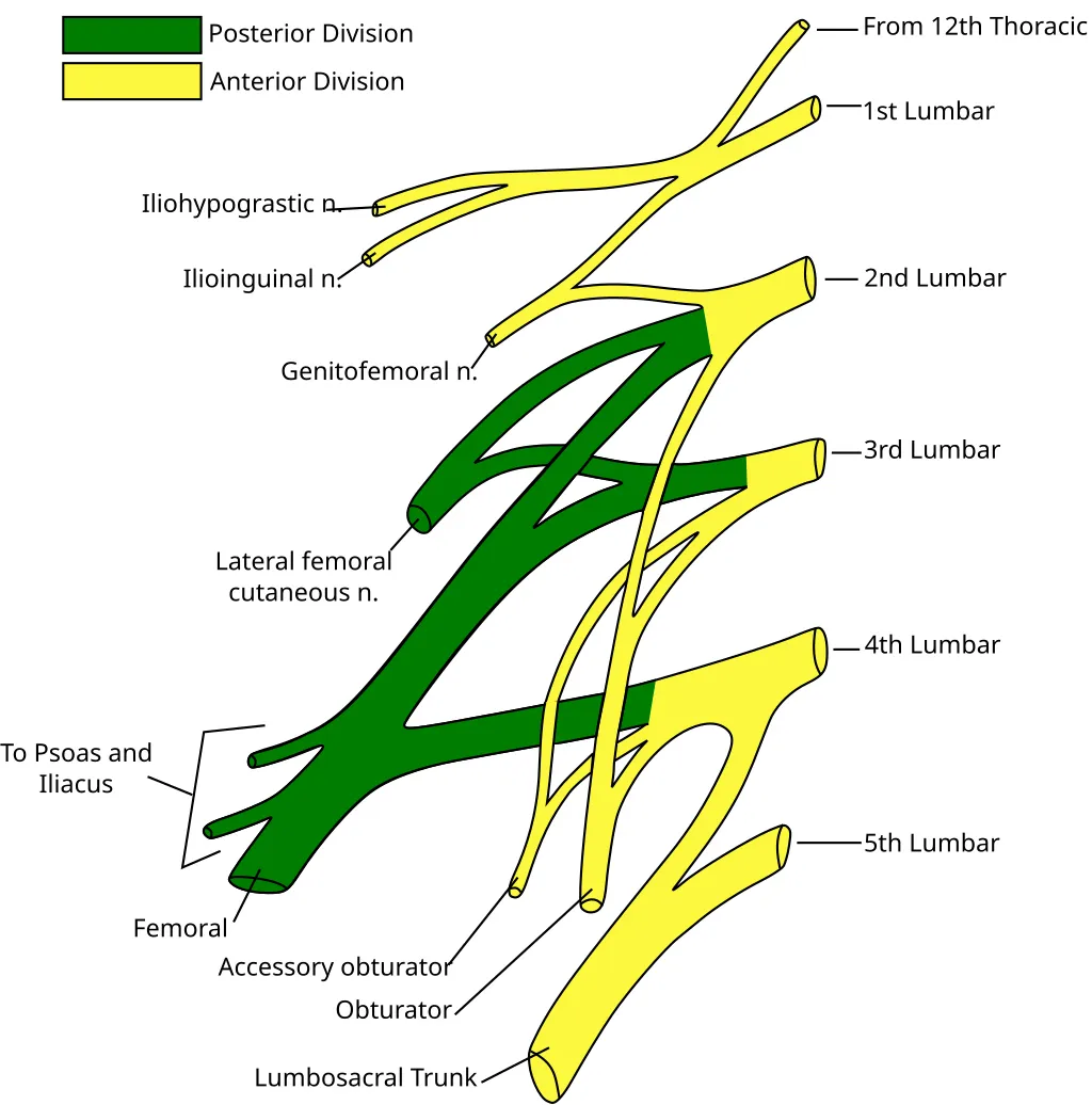 radiculopatia lumbar 1588220971 1588659919 11zon - Radiculopatia Lumbar