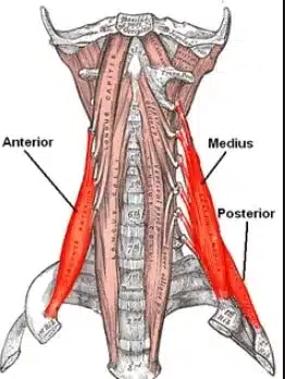 musculos escalenos como afectan al dolor cervical 1604378785 1604380579 11zon - Músculos escalenos. Cómo afectan al dolor cervical.