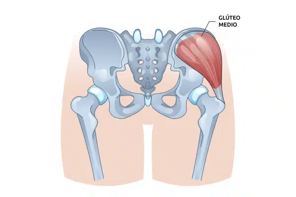 ilustracion gluteo medio