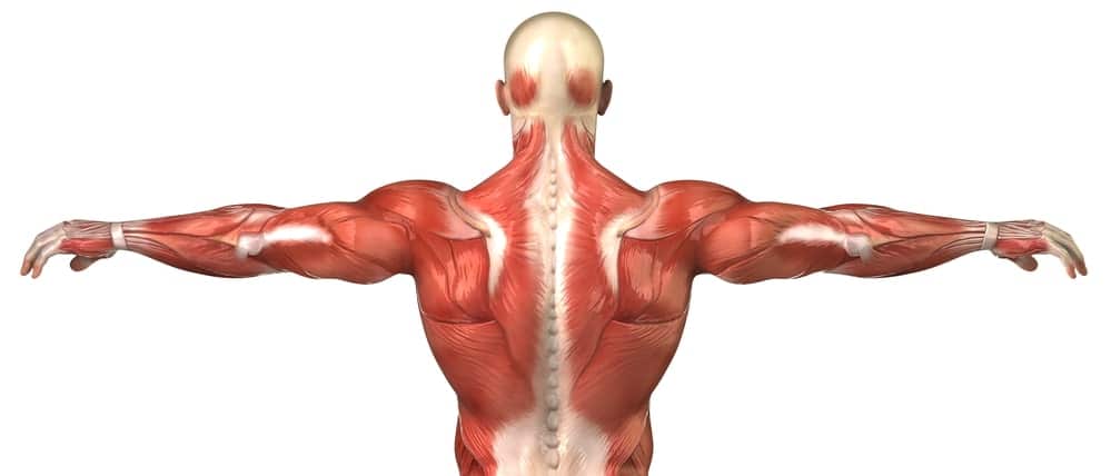 portada fascia toraco.1670266368 - La fascia toracolumbar y su relación con el dolor de espalda.
