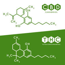 derivados del cannabis para el dolor de espalda