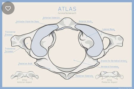 Qué es atlas vértebra