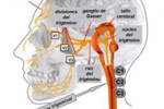 dolor de cuello y cabeza nucleo trigemino