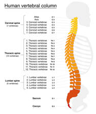 equilibrio de la espalda