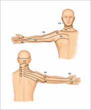 dermatomas cervicales