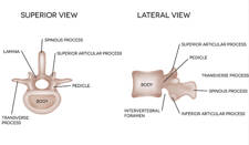 Vértebras: partes de la columna