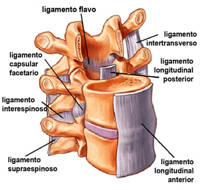 ligamentos intervertebrales