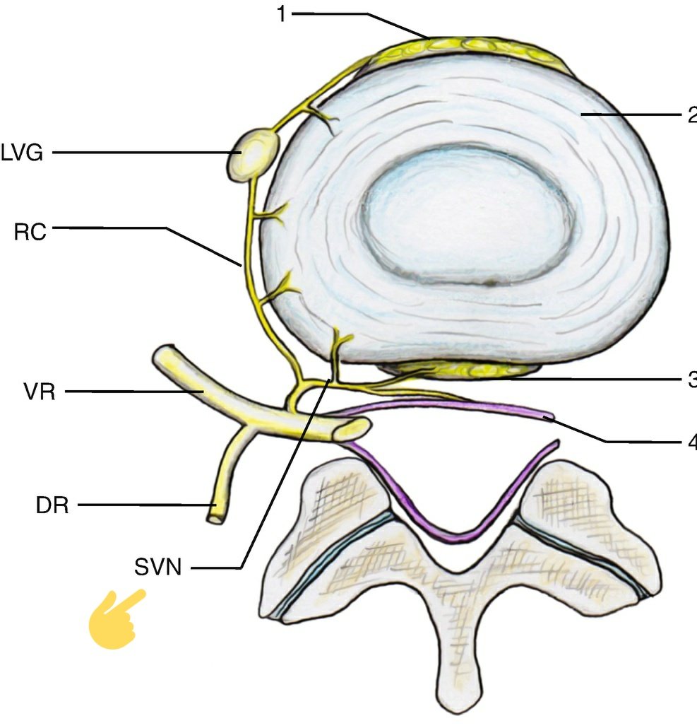Nervio Sinuvertebral de Luschka