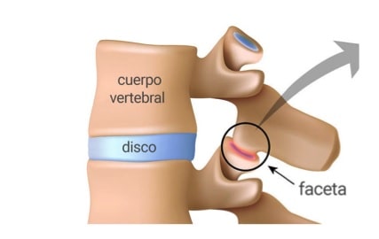 Partes de la columna vertebral