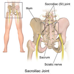 Articulación sacroilíaca